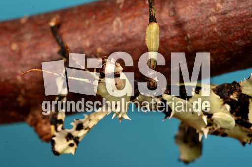 Australische Gespenstschrecke (04).jpg